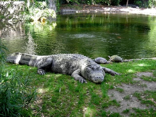 aligator